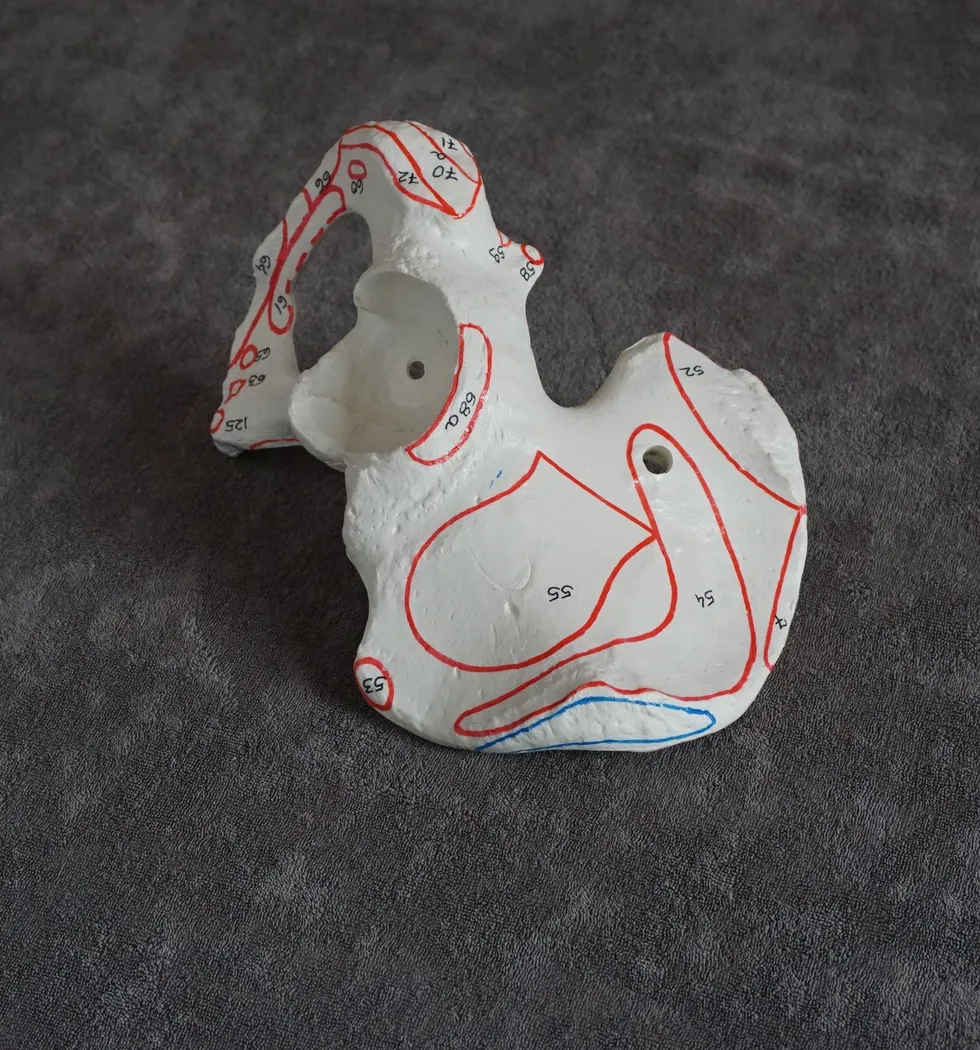 grauer Unterlage mit Modell des Hüftknochens