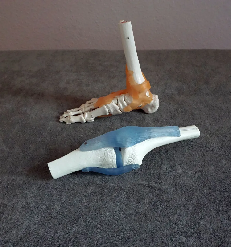grauer Unterlage mit Modelle  mit Skelettmodell von Fuß und Knie