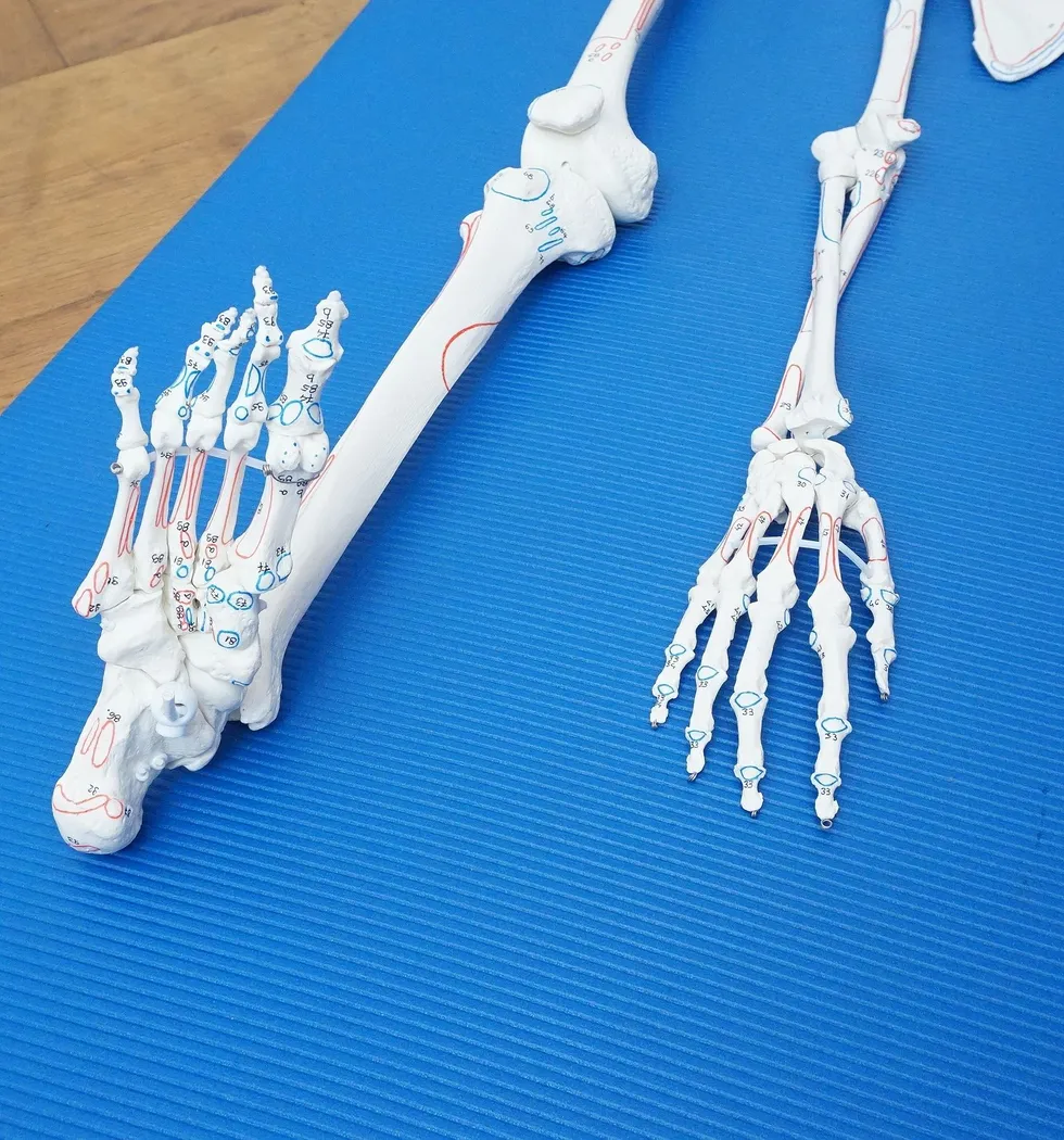 Blaue Therapiematte mit Skelettmodelle von Bein und Arm